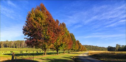 Shades of Autumn - VIC (PBH4 00 13259)